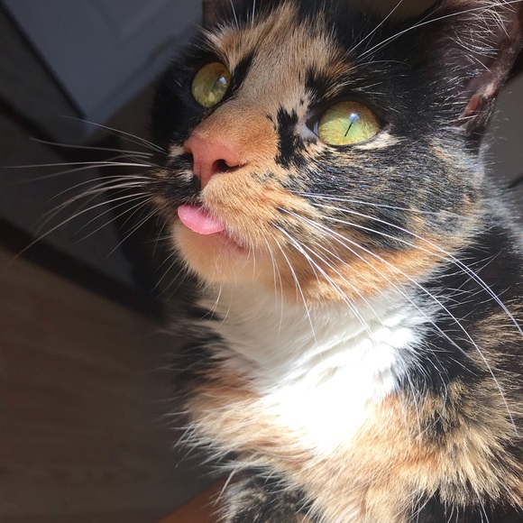 Meet your Posher, Cassidy - Picture 1 of 2